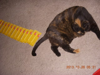 Scottsdale Performing Center tickets and my cat Maria