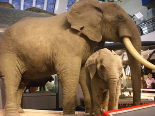 London Natural History Museum - elephants