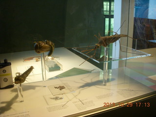 London Natural History Museum - insect models
