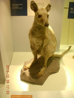 London Natural History Museum - kangaroo