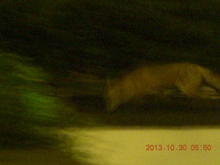 4 8ew. London run - fox-like animal in hotel parking lot