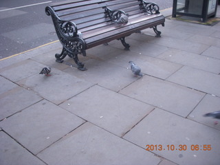 33 8ew. London run - pigeons