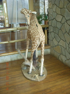 24 8f3. Uganda - Chobe Safari Lodge - giraffe mailbox