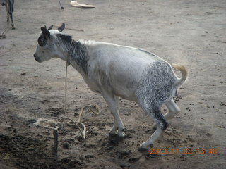 127 8f3. Uganda - eclipse site - goat
