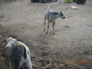 128 8f3. Uganda - eclipse site - goats