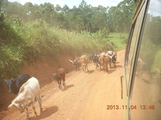 Uganda - drive to chimpanzee park - cattle on the road