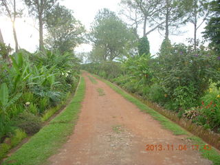 Uganda - drive to chimpanzee park