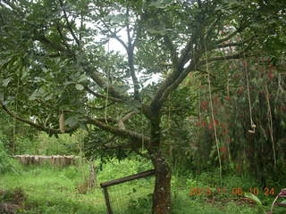 104 8f6. Uganda - Tooro Botanical Garden