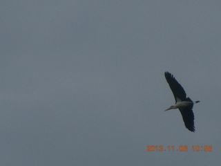132 8f6. Uganda - Tooro Botanical Garden - flying bird