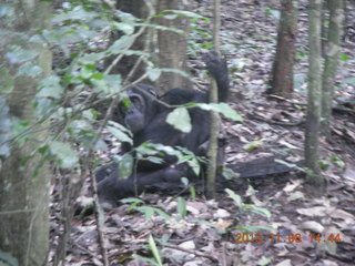 187 8f6. Uganda - Primate Lodge Kabile chimpanzee park - actual chimpanzee