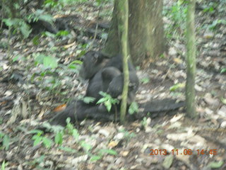 189 8f6. Uganda - Primate Lodge Kabile chimpanzee park - actual chimpanzee
