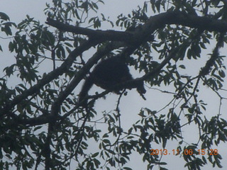 209 8f6. Uganda - Primate Lodge Kabile chimpanzee park - actual chimpanzees in tree