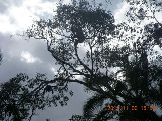 211 8f6. Uganda - Primate Lodge Kabile chimpanzee park - actual chimpanzees in tree