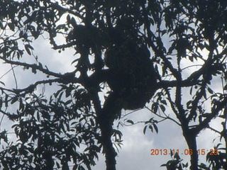 212 8f6. Uganda - Primate Lodge Kabile chimpanzee park - actual chimpanzees in tree