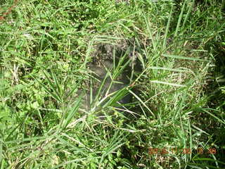 214 8f6. Uganda - Primate Lodge Kabile chimpanzee park - elephant footprint water hole