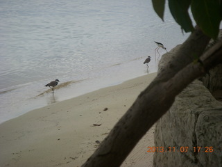 Uganda - Entebbe - Protea Hotel - birds at the beach