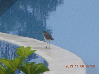 Uganda - Entebbe - Protea Hotel pool - bird