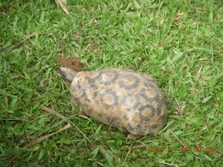 Uganda - Entebbe - Uganda Wildlife Education Center (UWEC) - tortoise