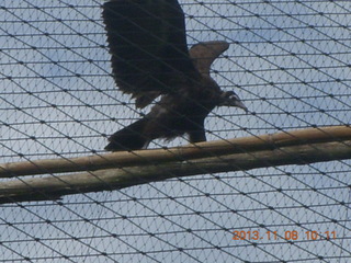 Uganda - Entebbe - Uganda Wildlife Education Center (UWEC) - eagle