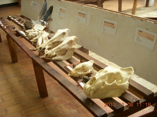 Uganda - Entebbe - Uganda Wildlife Education Center (UWEC) - bones