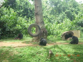 Uganda - Entebbe - Uganda Wildlife Education Center (UWEC) - chimpanzees