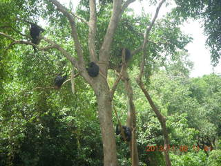 Uganda - Entebbe - Uganda Wildlife Education Center (UWEC) - chimpanzee