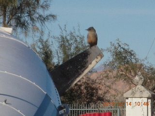 1275 8ge. bird on propeller N8377W