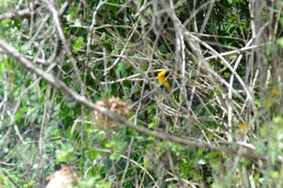 Uganda - Mountain of the Moon hotel - large  birds