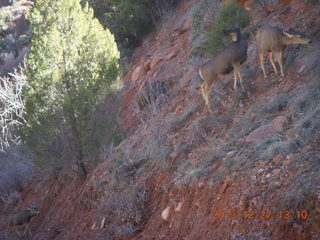 Zion National Park - mule deer