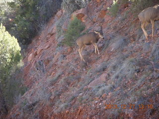 Zion National Park - mule deer