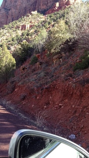 88 8gt. Zion National Park - mule deer