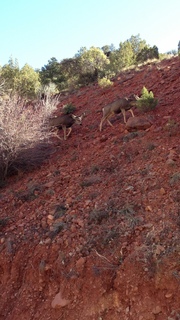 Zion National Park - mule deer