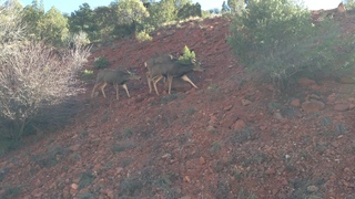 Zion National Park - mule deer