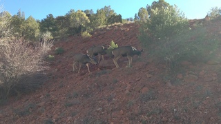 Zion National Park - mule deer