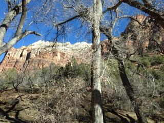 Zion National Park - mule deer