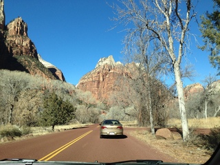 Zion National Park - mule deer