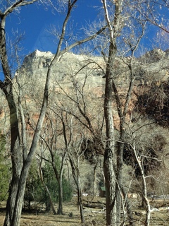 Zion National Park - mule deer