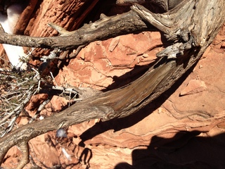 144 8gt. Zion National Park - Angels Landing hike