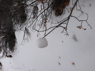 Zion National Park - Cable Mountain hike - nature's christmas-tree ornament