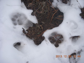 122 8gu. Zion National Park - Cable Mountain hike - big footprint - mountain lion?