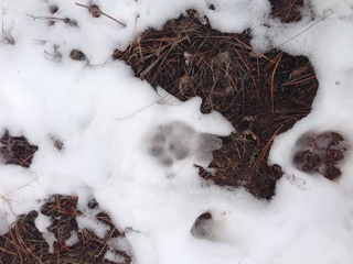 123 8gu. Zion National Park - Cable Mountain hike - big footprint - mountain lion?