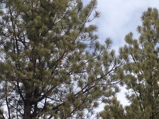 132 8gu. Zion National Park - Cable Mountain hike - bird in a tree