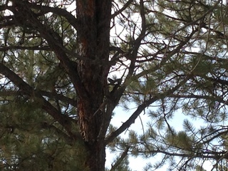 Zion National Park - Cable Mountain hike - big footprint - mountain lion?