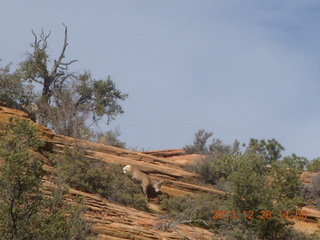 Zion National Park drive - big horn sheep