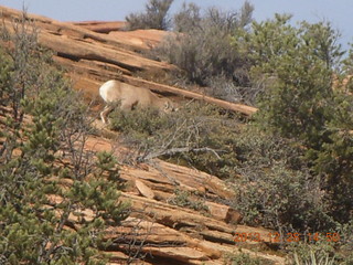 Zion National Park drive - petroglyphs - pornoglyphs