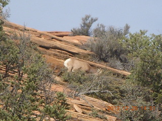 Zion National Park drive - big horn sheep