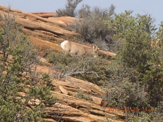 Zion National Park drive - petroglyphs