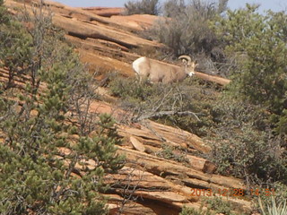 Zion National Park drive - petroglyphs