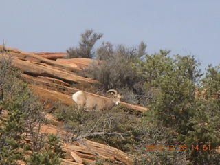 Zion National Park drive - big horn sheep