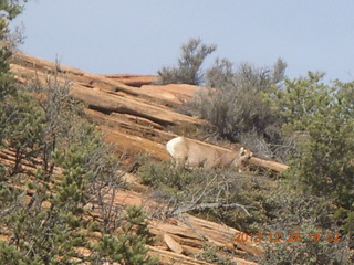 Zion National Park drive - big horn sheep